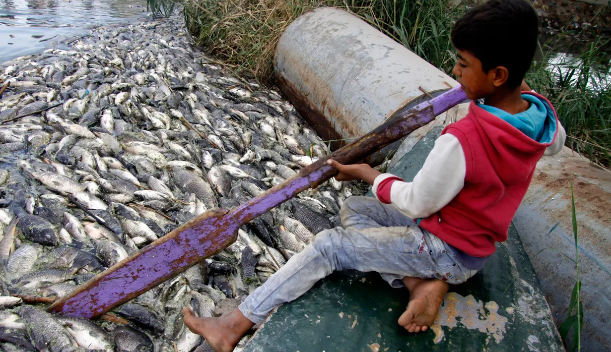 Seorang anak membantu membersihkan ikan yang mati mengapung di Sungai Eufrat dekat kota Sadat al Hindiya, Jumat (2/11). Para nelayan Irak di selatan Baghdad menemukan ribuan ikan mas yang diternak di pinggiran sungai mati misterius. (Haidar HAMDANI/AFP)
