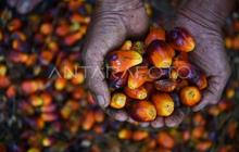 Angkutan CPO KAI Melonjak 17,83 Persen di Semester I 2026, Dukung Industri dan B50
