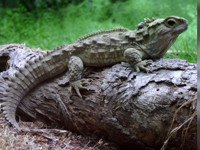 Setelah 38 Tahun Akhirnya Kerabat Jauh Dinosaurus Bertelur