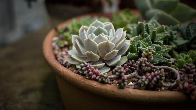 Cara Merawat Sukulen
