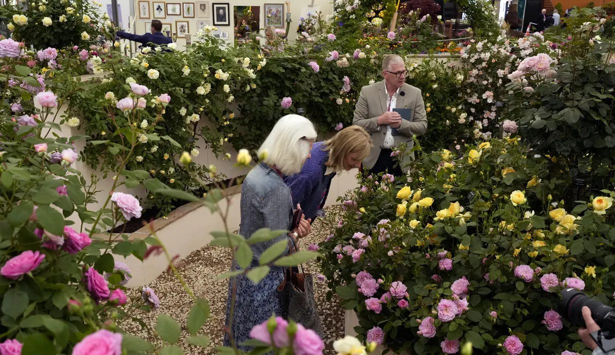 Seorang wanita mencium aroma baru untuk tahun 2022 pink "Elizabeth" Ausmajesty English Shrub Rose oleh David Austin Roses yang ditampilkan di Royal Horticultural Society (RHS) Chelsea Flower Show di London, Inggris, 23 Mei 2022. Pertunjukan ini adalah perayaan keunggulan dan inovasi hortikultura. (AP Photo/Matt Dunham)