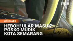 Posko pengamanan dan pelayanan pemudik di Gerbang Tol Kalikangkung, Kota Semarang, mendadak dihebohkan dengan kemunculan seekor ular sepanjang sekitar 1,5 meter pada Kamis siang.