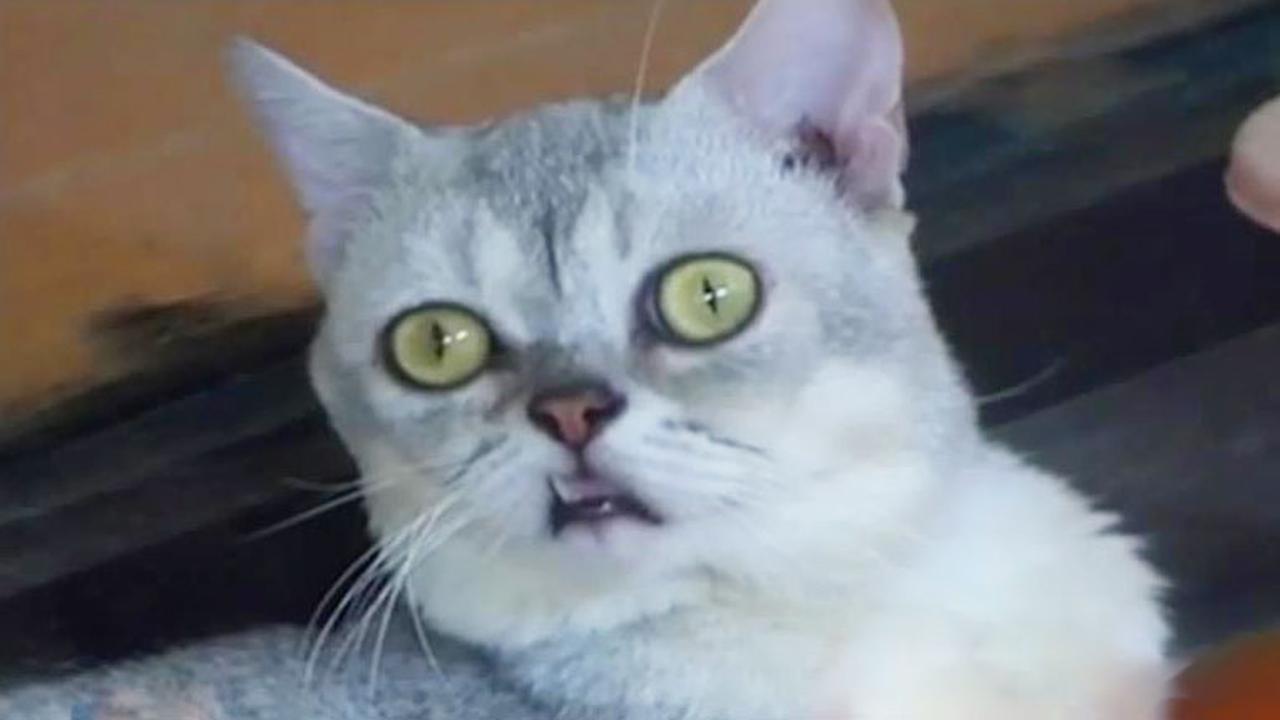 Segmen 3: Peternakan Kucing Unik hingga Pameran Pernik Natal