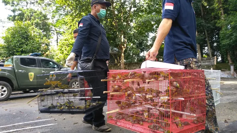 Burung hasil penyelundupan