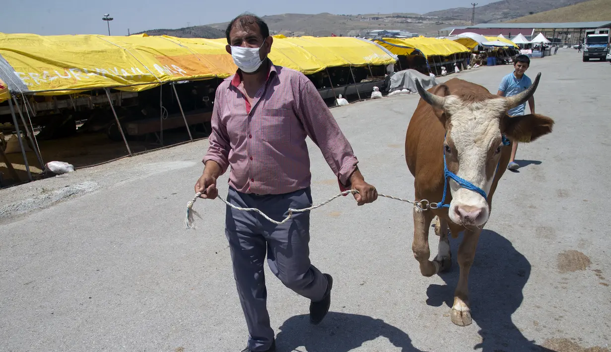 Seorang pria yang mengenakan masker menarik seekor sapi di sebuah pasar ternak di Ankara, Turki, 20 Juli 2020. Hari Raya Idul Adha di Turki akan dirayakan mulai tanggal 31 Juli hingga 3 Agustus 2020. (Xinhua/Mustafa Kaya)