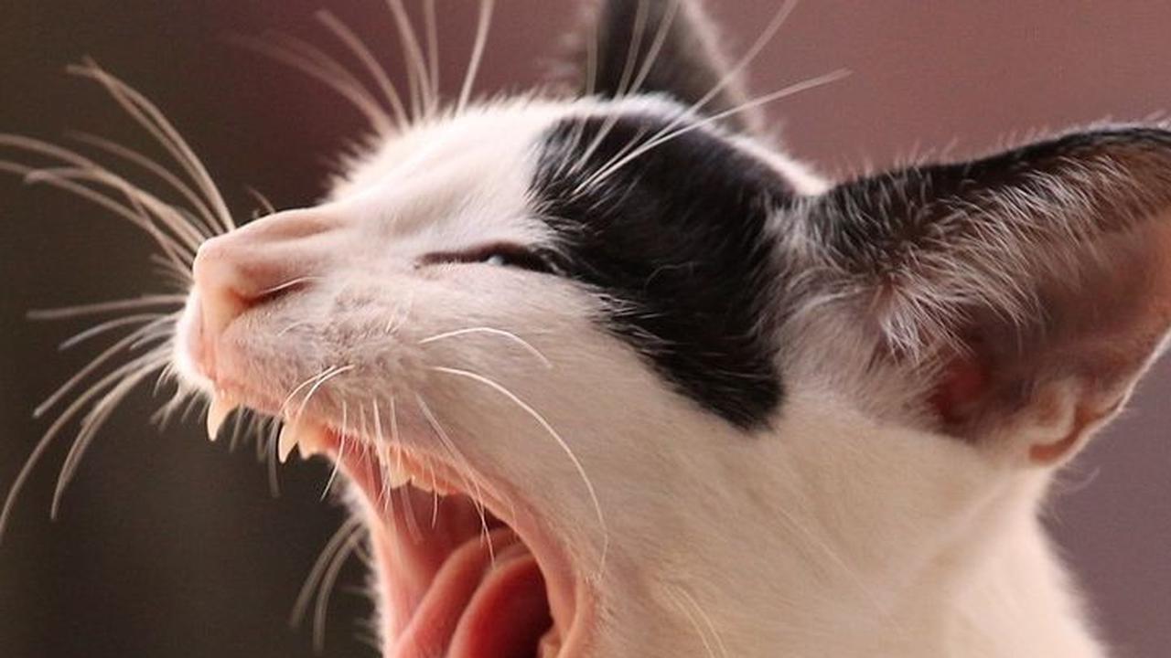 Daftar Obat Cacing Kucing dan Cara Penggunaannya, Dijamin Efektif