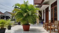 12 Jenis Tanaman Depan Rumah Tropis yang Bikin Halaman Lebih Teduh dan Rumah Tidak Gerah