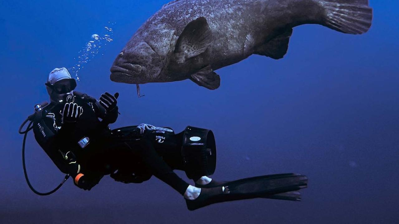 Perairan di dekat Pantai Boynton, Florida, Amerika Serikat menjadi salah satu spot eksotis bagi para penyelam. <br><br>Pasalnya, di sana dapat dijumpai kawanan ikan kerapu raksasa penghuni Samudera Atlantik.