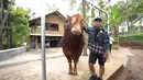 “Tahun ini gue mau ngasih sapi yang lebih besar dari biasanya untuk mamah, 1 ton up di Ciawi, Bogor,” kata Irfan Hakim dikutip dari YouTube deHakims channel. [Youtube/deHakims channel]