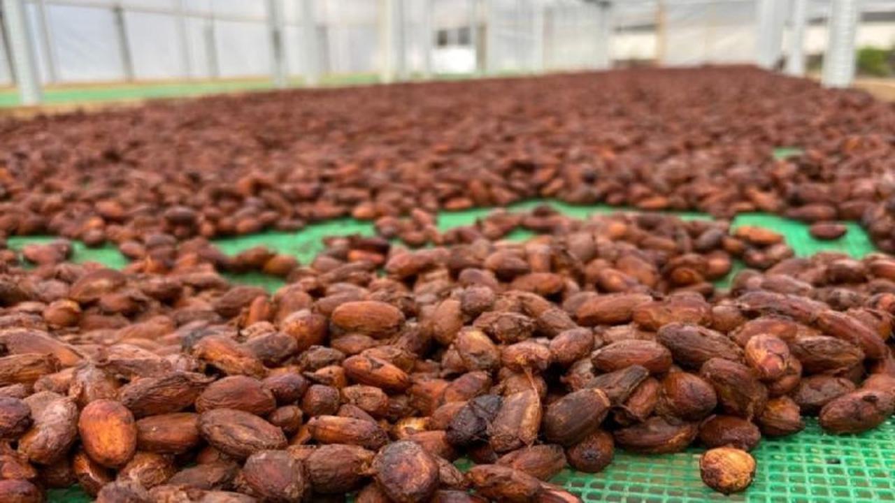 Kakao Aceh Tenggara: Biji Kakao Lokal Masuk 50 Terbaik Dunia, Bukti Kualitas Unggul Indonesia!