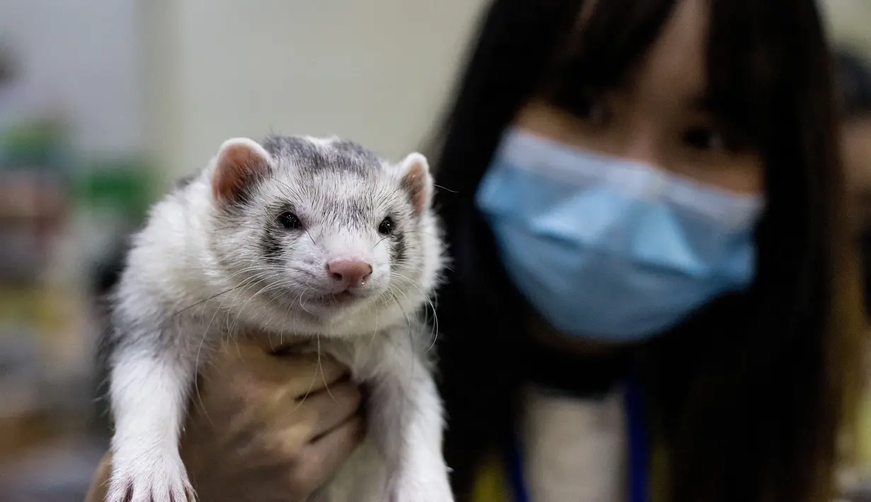 Seorang wanita memegang seekor musang di Pet Expo Thailand 2021 tahunan di Bangkok (25/11/2021). Pet Expo Thailand 2021 diselenggarakan dari 25-28 November 2021 mulai pukul 10.00-20.00. (AFP/Jack Taylor)