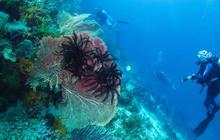 FOTO: Raja Ampat Hadapi Tekanan di Tengah Keajaiban Bawah Laut