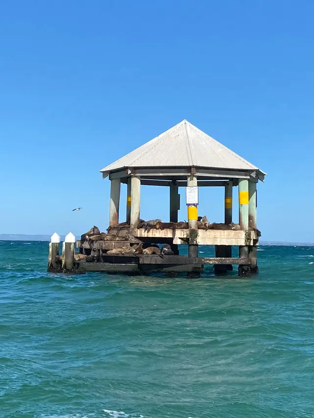 Sorrento Dolphin & Seal Boat Tour