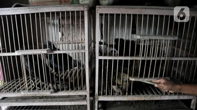 Melestarikan Si Hitam Cemani