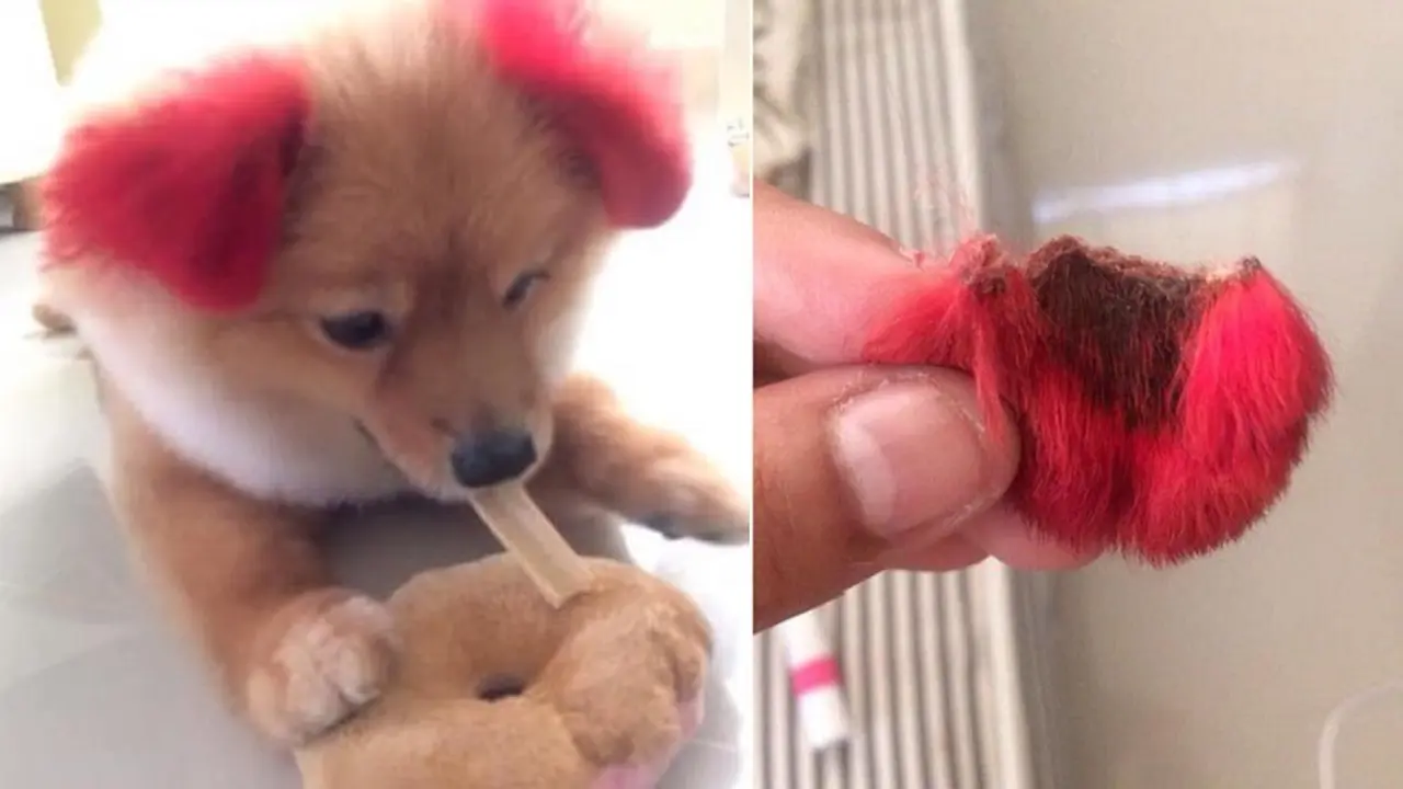 telinga anjing putus (foto: Facebook Ampaipan Wachaporn)
