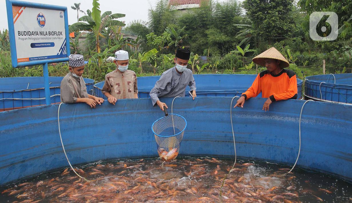 Santri mengambil ikan mujair nila merah di budidaya ikan Pesantren Ruhama Al Fajar, Citayam, Bogor, Jawa Barat, Selasa (29/6/2021). Di Masa pandemi Covid-19 peran pemulihan ekonomi nasional kini menyasar ke pesantren dalam pemulihan ketahanan pangan. (merdeka.com/Arie Basuki)