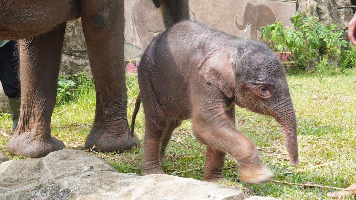 Potret Anak Gajah Sumatera yang Lahir di Taman Satwa Lembah Hijau Lampung