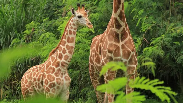 Bali Safari Park