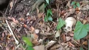 Pencari Madu di Tahura Lampung Temukan Kerangka Manusia, Polisi Bergerak