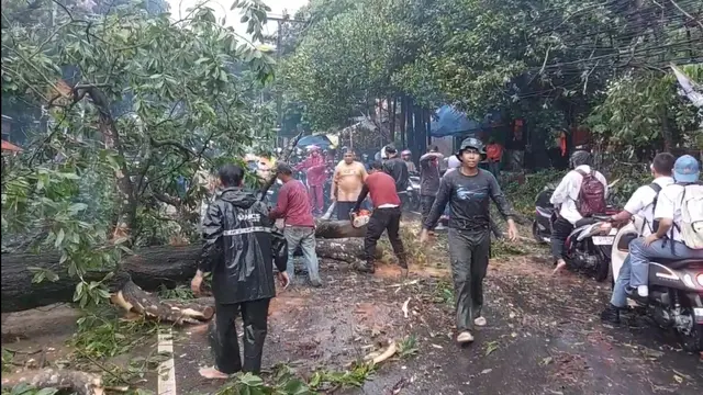Salah seorang pengendara motor terjatuh saat melintas di lokasi pohon tumbang menutup Jalan Raya Sawangan, Pancoran Mas, Depok.