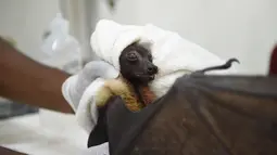 Seekor fruitbat atau sejenis kelelawar menerima perawatan akibat terkena dehidrasi di tengah meningkatnya suhu panas di Ahmedabad (24/5). Negara bagian Gujarat di India sedang mengalami cuaca panas tinggi. (AFP Photo/Sam Panthanky)