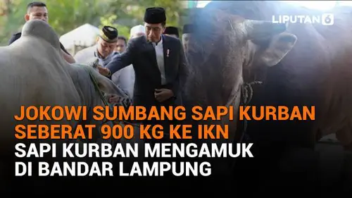 Jokowi Sumbang Sapi Kurban Seberat 900 Kg ke IKN, Sapi Kurban Mengamuk di Bandar Lampung
