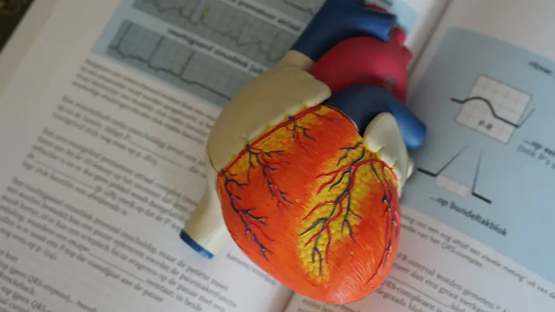 Contoh ilustrasi jantung manusia