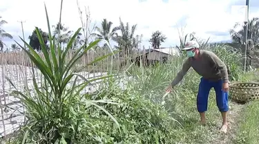 Sudah 5 hari kawasan Tabanan, Bali diselimuti abu vulkanik Gunung Agung. Warga akhirnya harus memakai masker untuk beraktivitas.