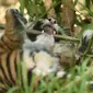 Dua dari tiga anak harimau Sumatra terlihat setelah untuk pertama kalinya dilepas ke kandang terbuka di Kebun Binatang Toranga, Sydney, Jumat (29/3/2019). Di dalam kandangnya, tiga anak ekor anak harimau tersebut berlari-lari, bermain hingga digendong oleh petugas kebun Binatang. (PETER PARKS / AFP)