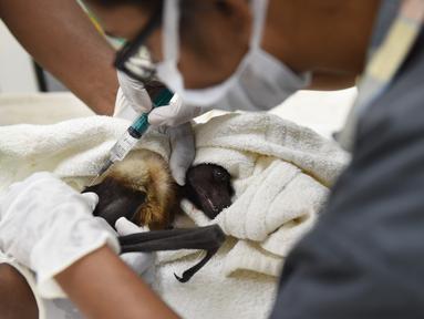 Dokter hewan India Khyati Kapadia (kanan) dan asisten Jitubhai Verma menyuntik seekor fruitbat yang menderita dehidrasi di tengah meningkatnya suhu di Ahmedabad (24/5). Negara bagian Gujarat di India mengalami cuaca panas tinggi. (AFP Photo/Sam Panthanky)