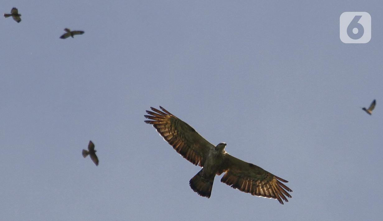 Sejumlah burung terbang bermigrasi setiap bulan Mei dan Oktober yang melintasi kawasan Puncak Bogor Jawa Barat, Sabtu (30/10/2021). Selama bermigrasi, burung membutuhkan tempat singgah untuk beristirahat dan mencari makan. (Liputan6.com/Fery Pradolo)