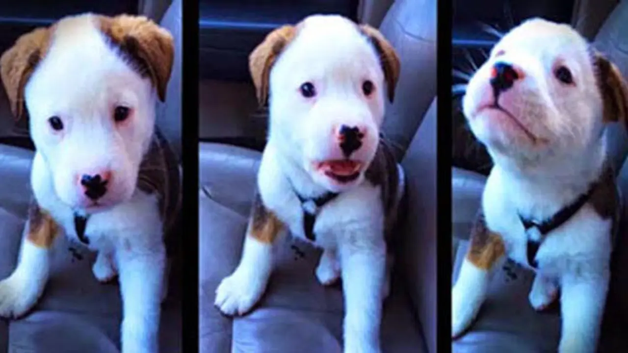 Video Anjing Cegukan Viral di Socmed