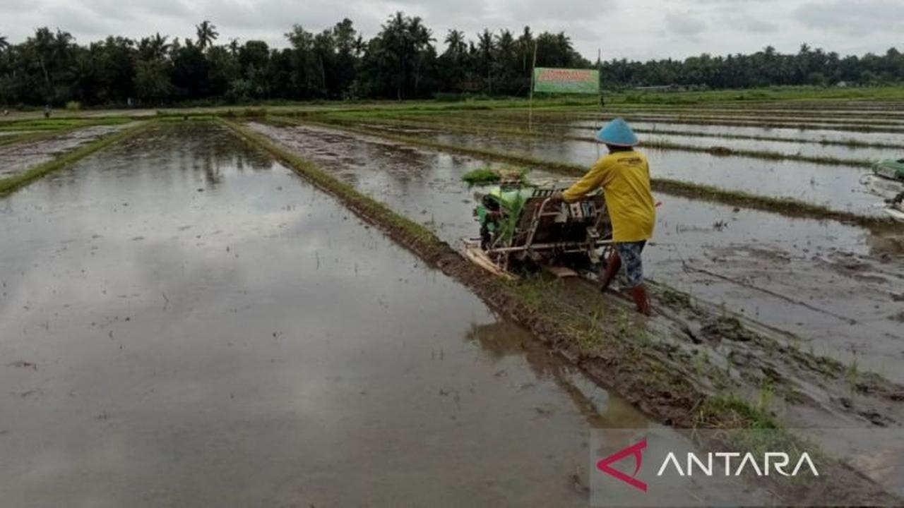 DKPP Bantul Tingkatkan Target Tanam Padi 35 Ribu Hektare di 2026