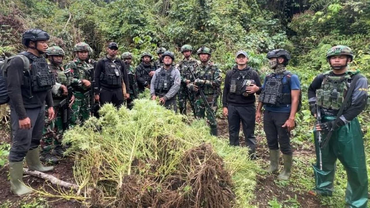 Fakta Unik: Kebun Ganja Papua Pegunungan Terkamuflase Tanaman Pangan, Ratusan Batang Dimusnahkan