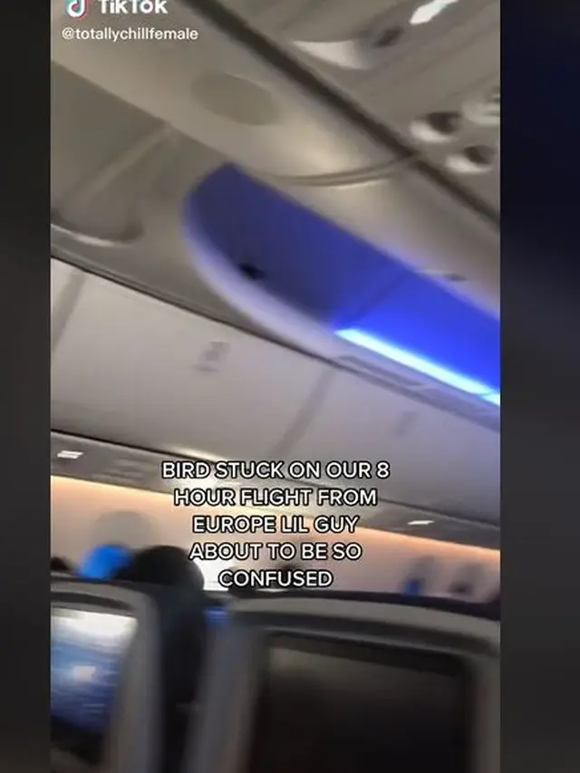 Kisah Burung Terjebak 8 Jam di Dalam Pesawat, Masuk di Belgia Keluar di Amerika