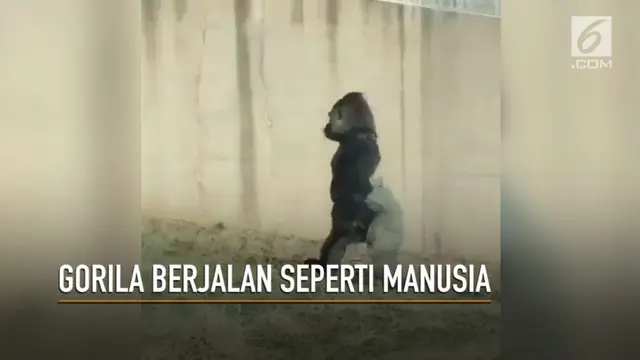 Seekor gorila terekam kamera sedang berjalan seperti manusia sambil memegang makanan kesukaaannya, tomat.
