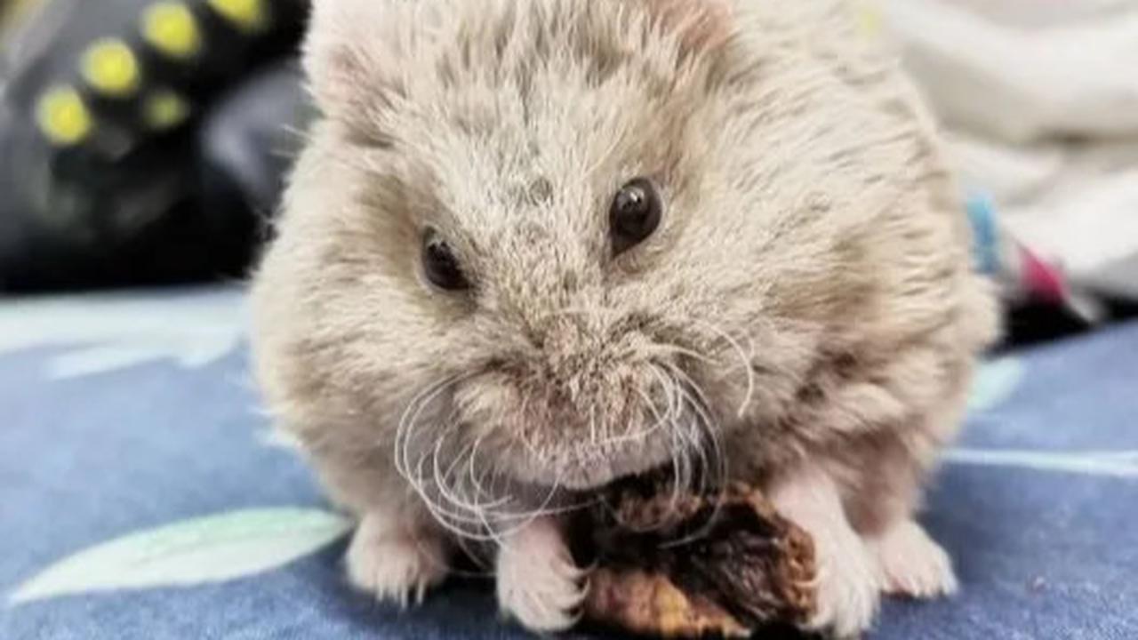 Hamster Gansu