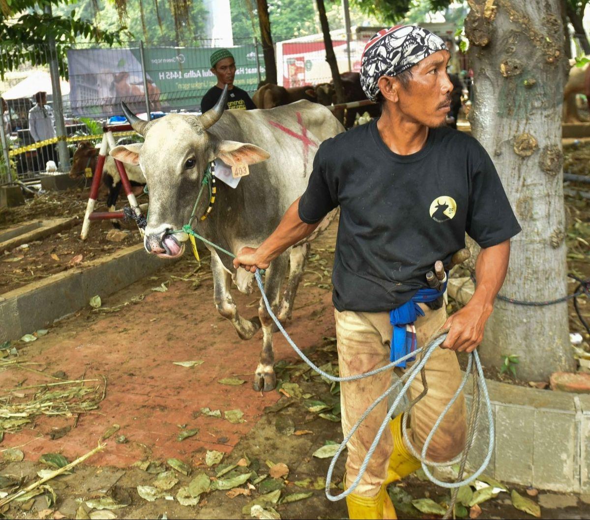 Di antara hewan kurban yang disembelih, terdapat sapi milik beberapa tokoh penting di Indonesia.&nbsp;Foto: Liputan6.com / Herman Zakharia<br>