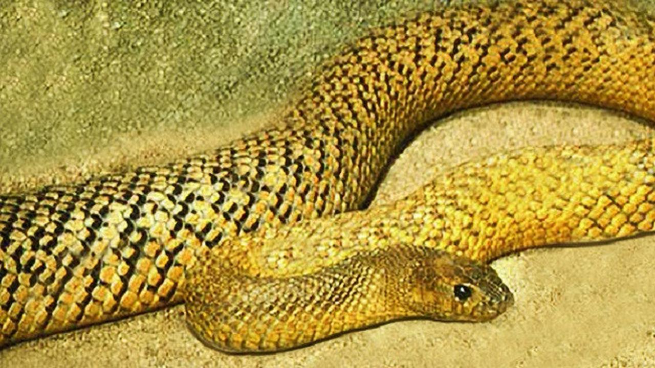 Ular Taipan Pedalaman