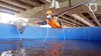 Petugas membersihkan kolam lele di Kolong Tol Becakayu, Kalimalang, Jakarta Timur, Selasa (2/2/2021). Sejumlah Petugas Prasarana dan Sarana Umum (PPSU) bersama warga memanfaatkan lahan kosong di Kolong Tol Becakayu untuk dijadikan lokasi budidaya lele. (Liputan6.com/Herman Zakharia)