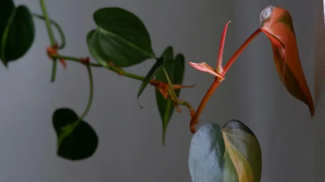 philodendron