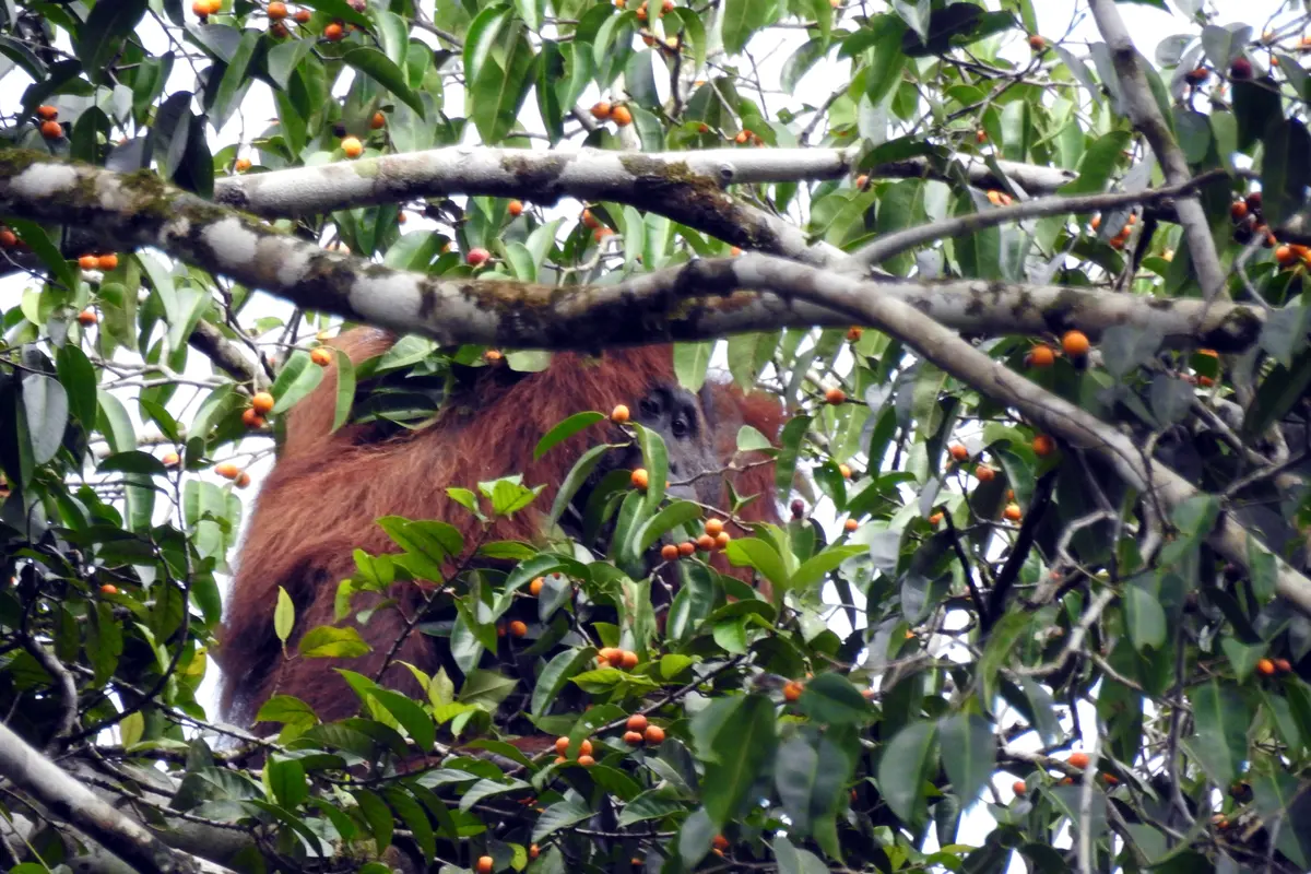 Orang Utan