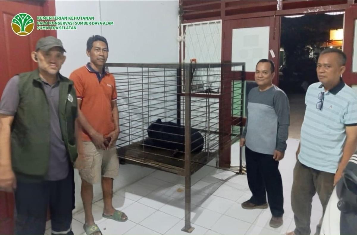 Beruang madu di Musi Banyuasin. (Dokumentasi BKSDA Sumsel).