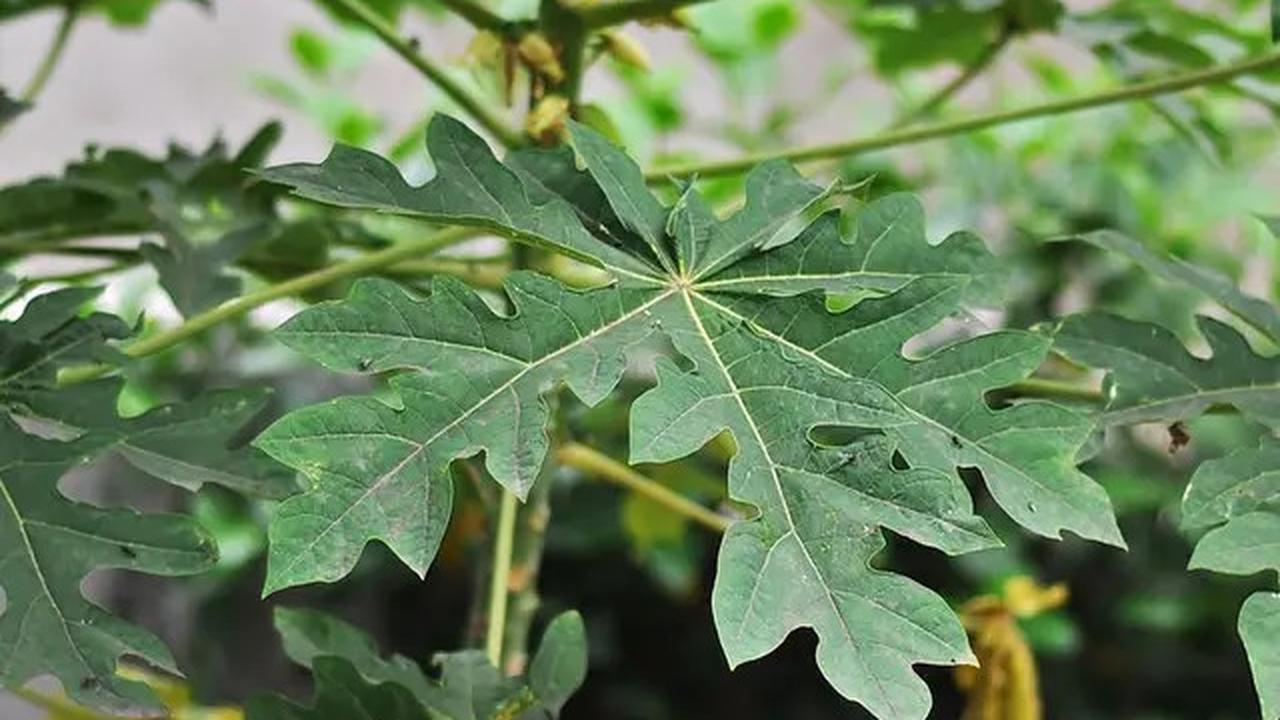 Resep Daun Pepaya Anti Pahit yang Semua Orang Suka, Lezat dan Bikin Nagih