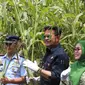 Menteri Pertanian Syahrul Yasin Limpo melakukan panen Sorgum di Desa Carangrejo Kecamatan Kesamben, Jombang, Jawa Timur, Kamis(15/9)/Istimewa.