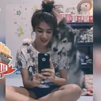 Anjing Ini Mau Ikutan Difoto Juga