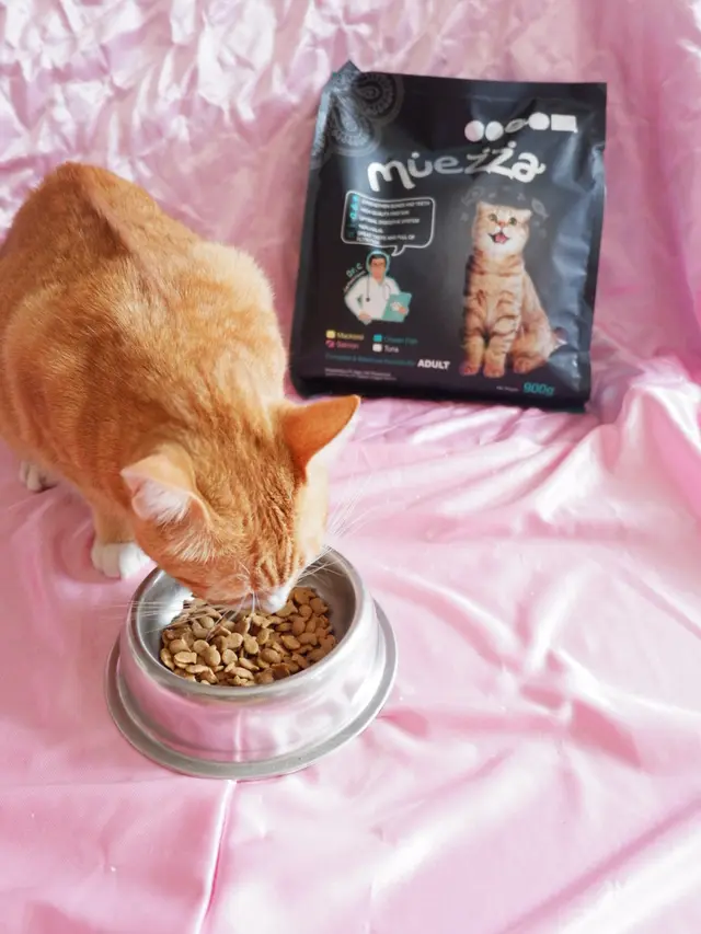5 Tips Memberi Makan Kucing, Awal Tepat untuk Jaga Kesehatannya