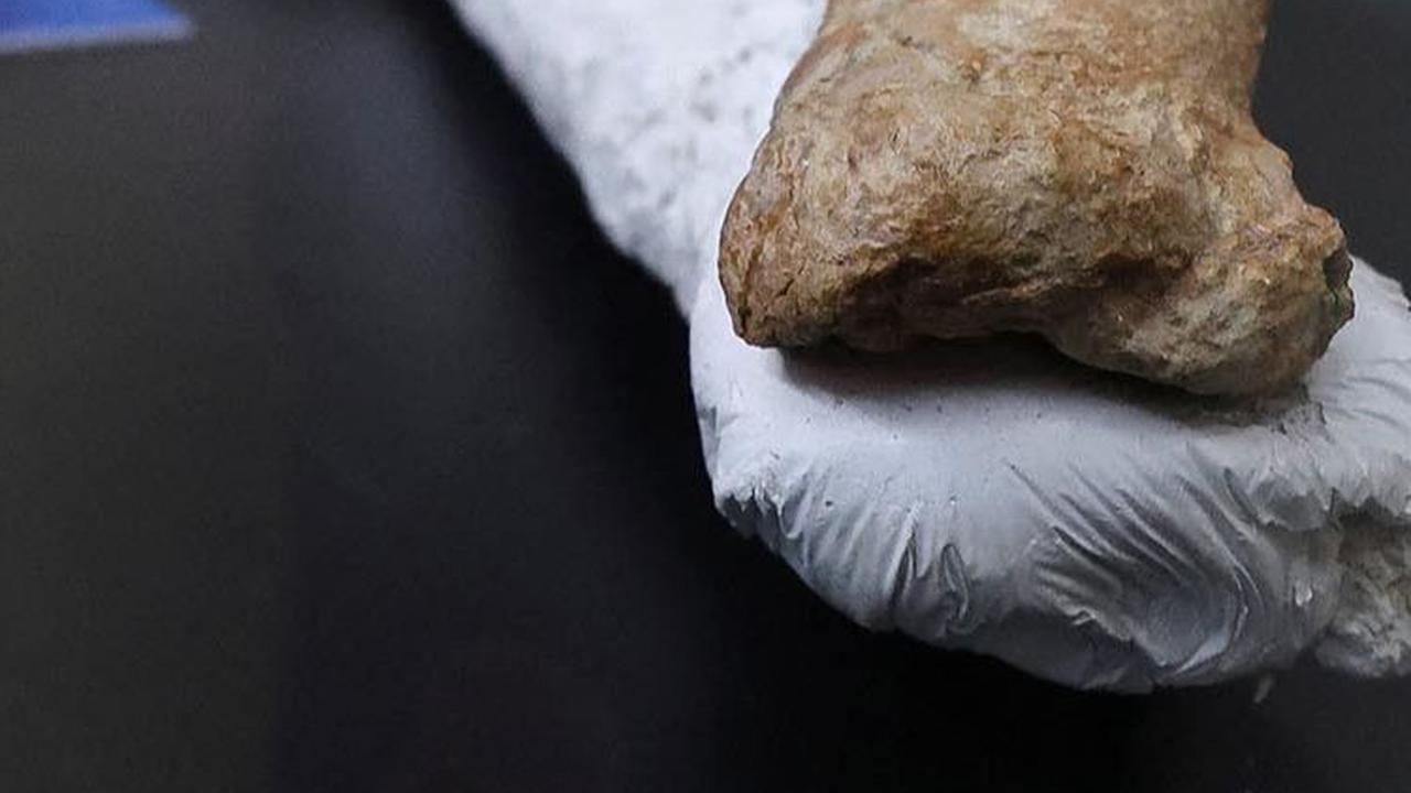 Sebagaimana dilansir BBC, Kamis (3/8/2023), berdasarkan penanggalan lapisan sedimen di sekitar sisa-sisa fosil, diperkirakan ia hidup sekitar 39 juta tahun lalu.