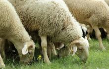 Harga Terkini Kambing Kurban 2025, Pilihan Ekonomis Kambing Jawa Cempe Mulai Rp650 Ribu Saja