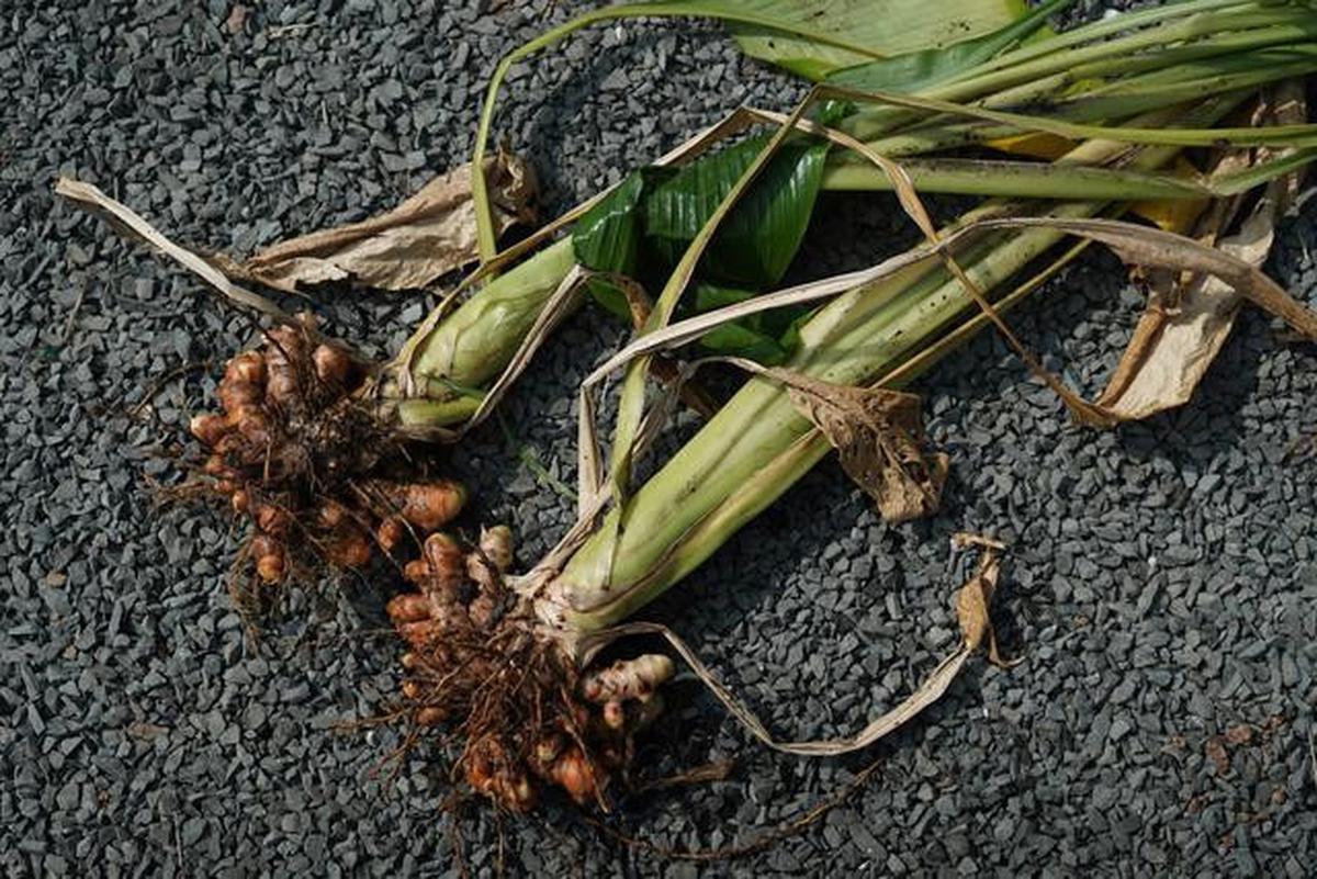 Cara Praktis Memanen Kunyit dari Pekarangan Rumah